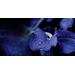Guerlain Orchidee Imperiale Night Detoxifying Essence. Фото 2