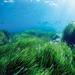 Нота Морские водоросли