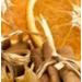 Durance Incense Cones эссенция ароматическая для дома Апельсин-Корица