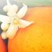Durance Home Perfume эссенция ароматическая для дома 100 мл Цветы апельсина