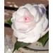 Durance Fleur Parfumee Camelia ароматический набор 100 мл Белая камелия