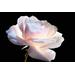Dior Prestige Le Micro-Serum De Rose Yeux Advanced. Фото 2