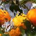 Guerlain Aqua Allegoria Orange Soleia. Фото 3