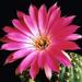 Нота Квітка кактусу