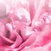 Durance Scented Flower Rose ароматический набор 100 мл Роза
