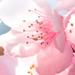 Durance Bouquet Parfume Petit Format ароматический набор 50 мл Цветы вишни