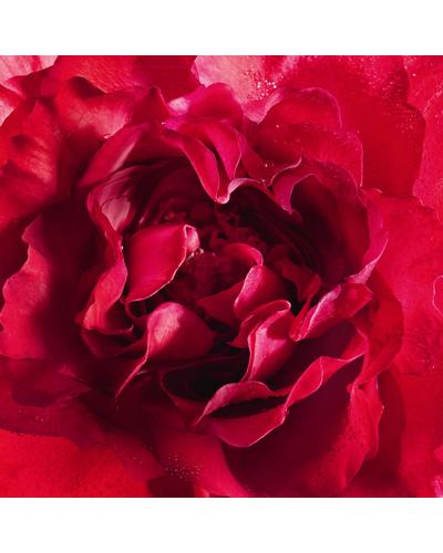 Guerlain Mon Guerlain Bloom of Rose Eau de Parfum фото 3