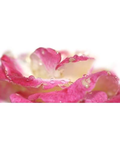 Durance Rose Centifolia фото 3